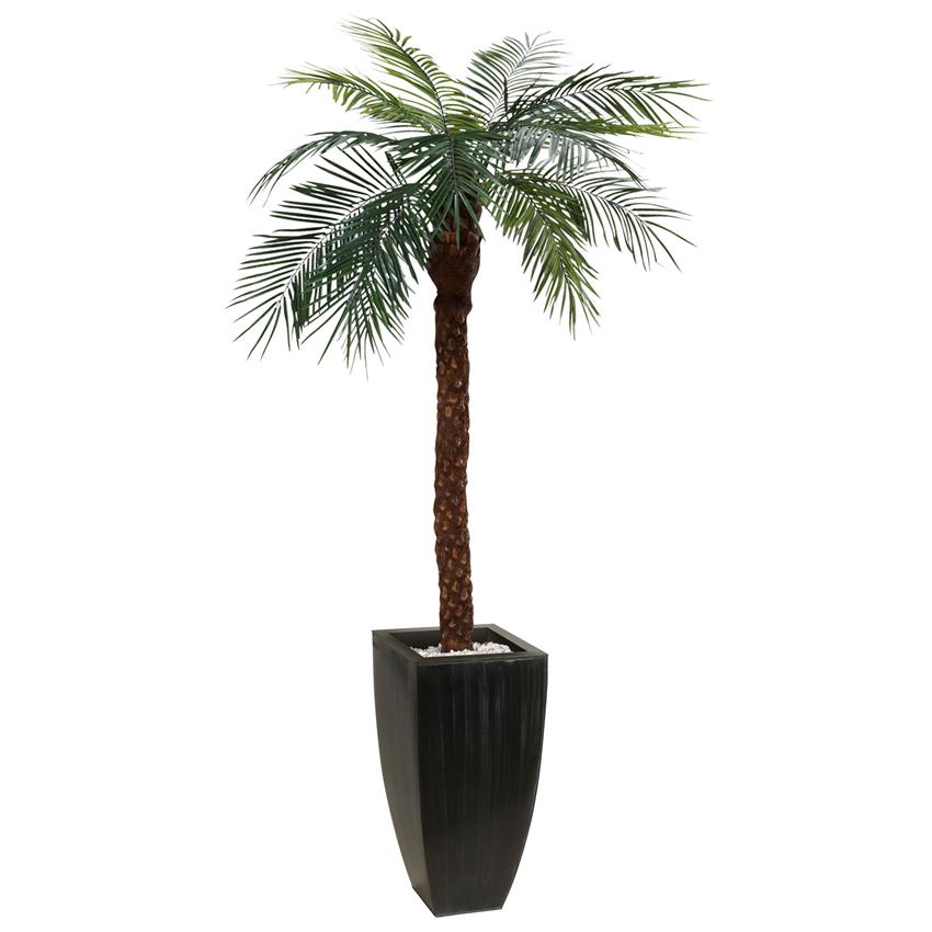 Купить Пальму Большую В Горшке